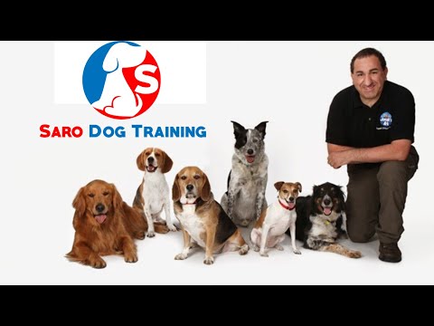 dog-training-using-play-+-praise-+-affection-|-channel-trailer