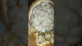 Amazing Fruit Marang In Davao 