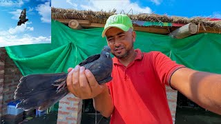 Black Kabootar Pakr lia | Fancy Pigeon