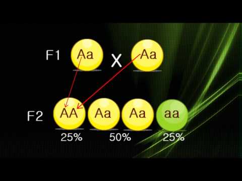 Leyes de Mendel Segunda Ley