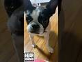 愛犬#shortvideo