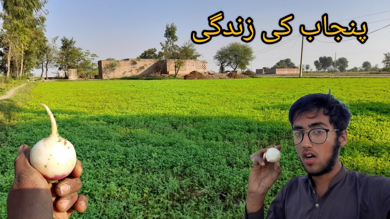 Cut fodder for buffaloes | The beautiful life of Punjab | Daily routine ...