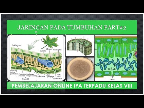 Video: Terbuat dari apakah jaringan meristem?