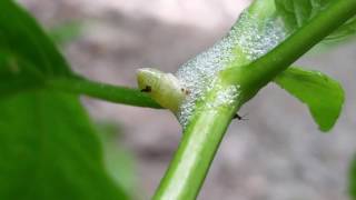 Spittlebug