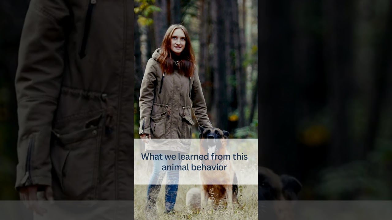 German Shepherds: Courage, Loyalty, and Life Lessons