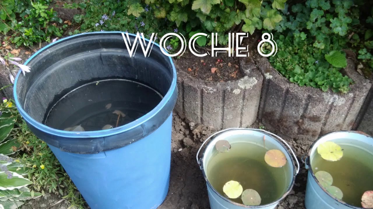 Lotus züchten aus Samen, nelumbo nucifera