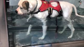Dogs Trust Salisbury - Lottie has her first hydrotherapy session