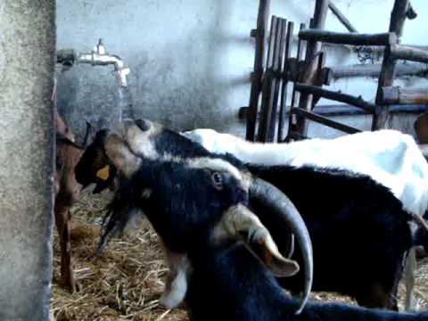 goat drinking water youtube