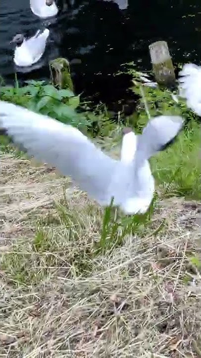 Кормим птиц. Кушали все, кроме нас!😀😀😀 #птицы#природа#чайки#утки - YouTube