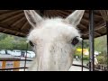 【LIVE】動物園お散歩ライブ Walking in zoo