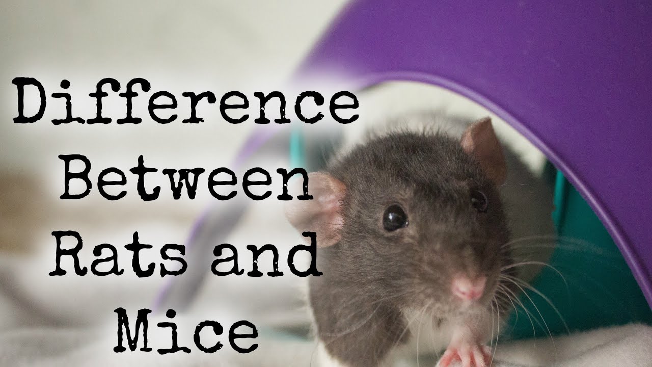 What's the Difference Between Rats and Mice? YouTube
