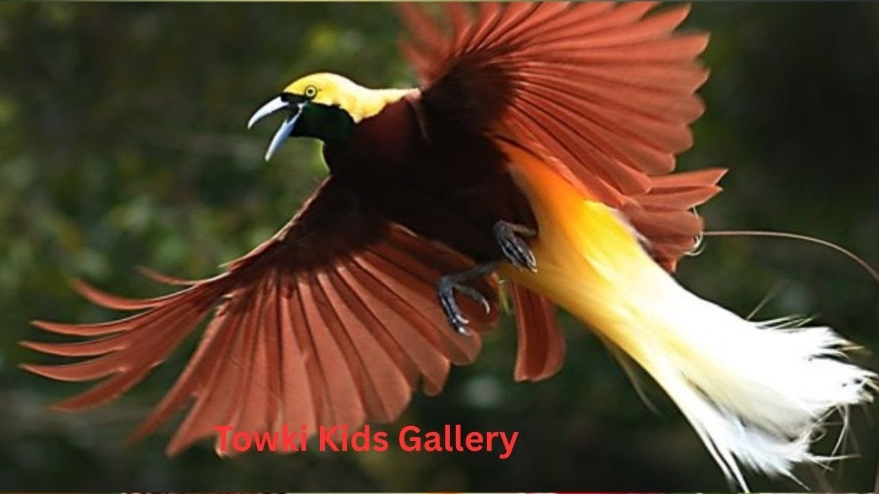 A Dazzling Display Exotic Tropical Wilson's Birds
