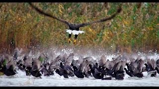 Whitetailed eagle vs. coot | Film Studio Aves