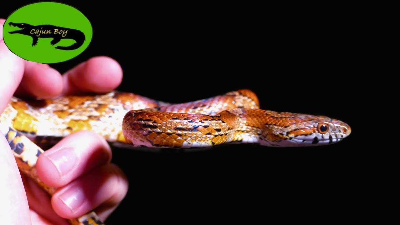 Search for South Florida Snakes! - Over 20+ Snakes!
