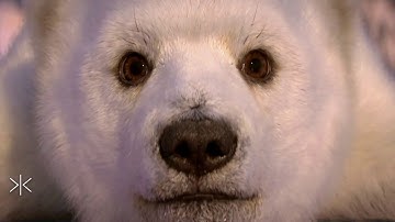 Attention Distraction Disorder