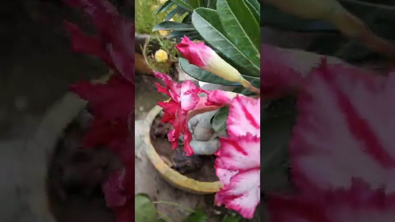 august me khile adenium ke phool