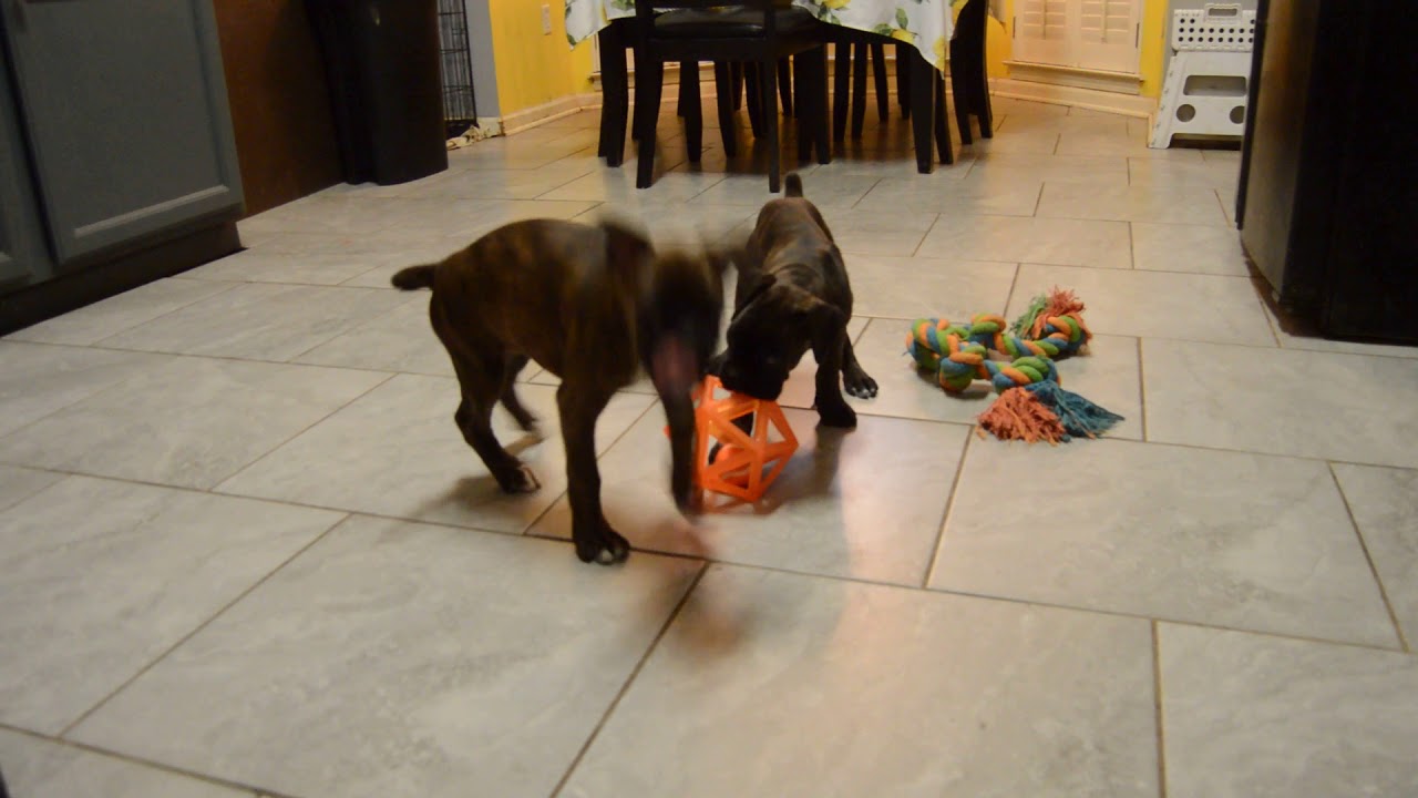 Euro Boxx Boxers YouTube