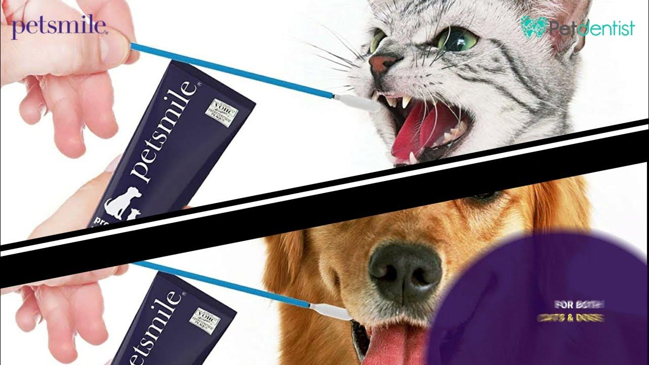 Petdentist Promotes Petsmiles Pet Toothpaste for Cats and Dogs Dental