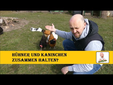 Video: In Vinzil Massakriert Ein Unbekanntes Tier Kaninchen Und Hühner - Alternative Ansicht