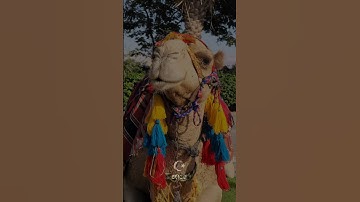 سورة الغاشية #عبد_رحمان_مسعق