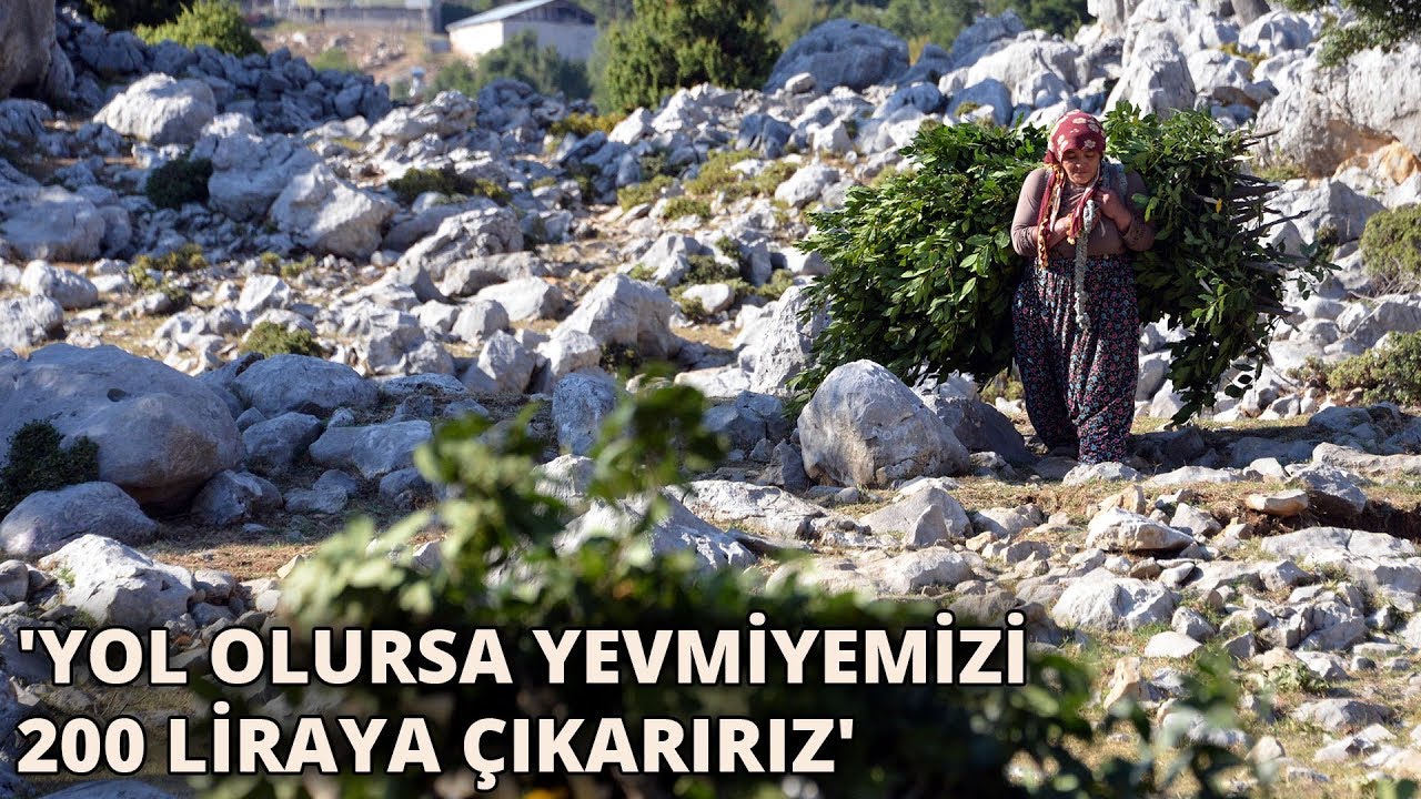 Sırtlarında 4 kilometre taşıdıkları defneler, ABD'ye ihraç ediliyor