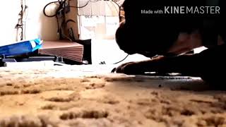 PEOPLE PETS AND LOOK SEND UP LIOMG