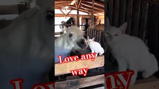 По-любому любовь тут😻😸 #видосыоткота #funny #cat #animals
