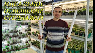 Идеальное ОСВЕЩЕНИЕ СТЕЛЛАЖЕЙ ? для фиалок, стрептокарпусов и глоксиний