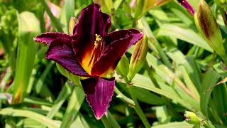 Give Gardening A Try