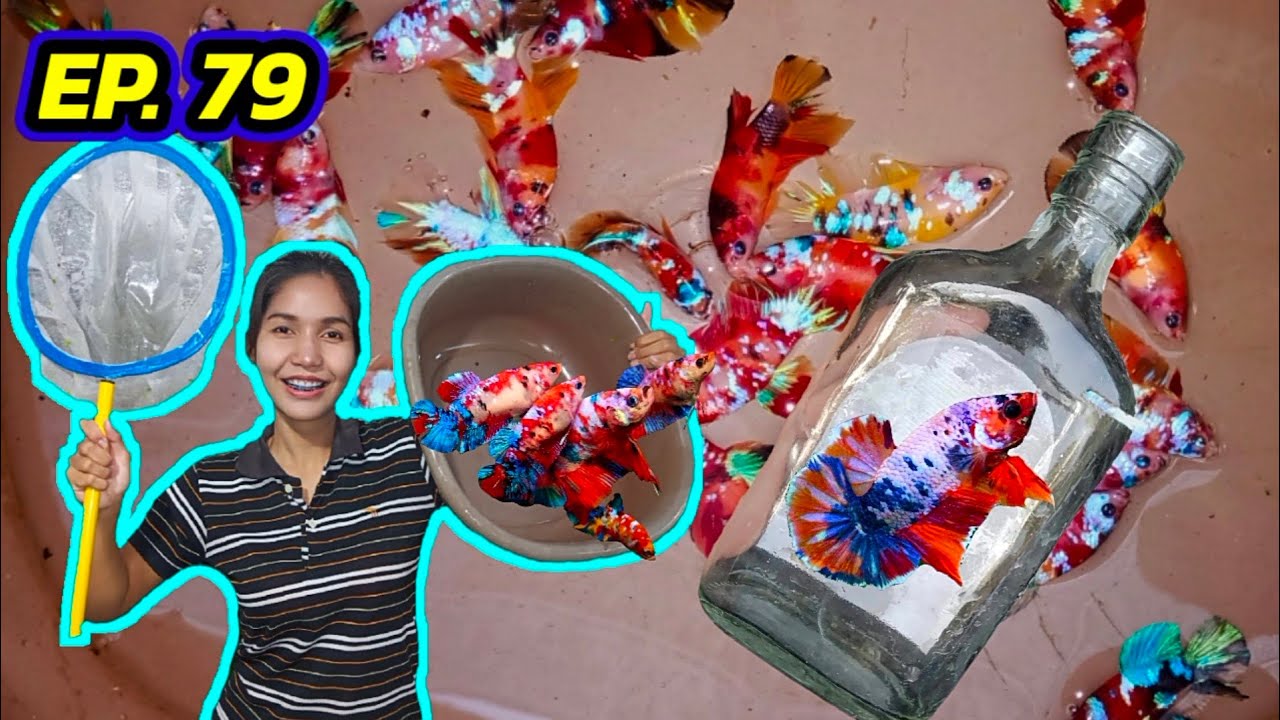 EP. 79 สอนแฟนเพาะปลา ตอนที่ 6 คัดเด็กๆลงแบน