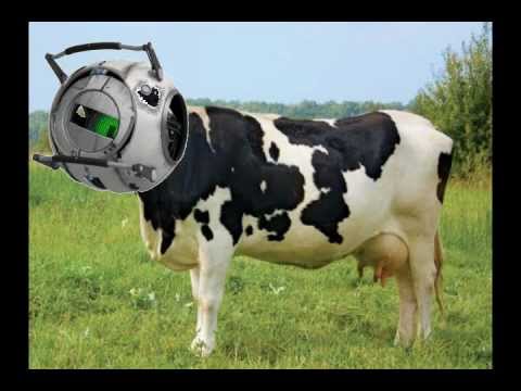 THE ADVENTURE SPHERE IS A COW