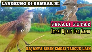 Download Lagu Gila Pancingan Trucuk Gacot ini Mampu Bikin Trucuk Lain Langsung Emosi, Nyaut Dan Gacor Seketika MP3