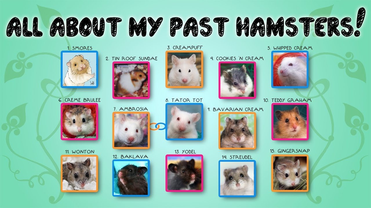 all hamsters