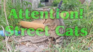 Hungry Ancient Pumka Cat and Cyr-Pyr the Shy Cat.🐈🎥😻 by Exciting Cats 120 views 9 days ago 1 minute, 3 seconds