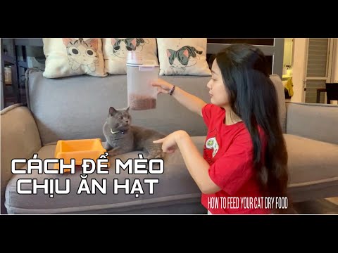 Video: Cách Chuyển Mèo Con Sang Thức ăn