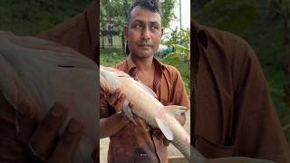 Rare Big Albino Grass Carp Fish Catch and Review! 🐟#viralvideo #fishcam