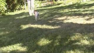 Cherish 8 week video