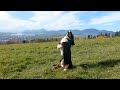 Basset Hound doing his one and only circus trick