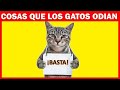 14 cosas que los gatos detestan de los humanos