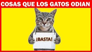 14 cosas que los gatos detestan de los humanos by Hechos Sorprendentes 213,353 views 1 year ago 9 minutes, 13 seconds