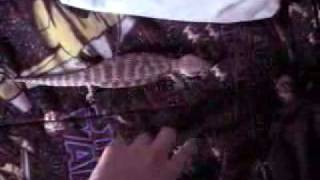 Littlefoot 3