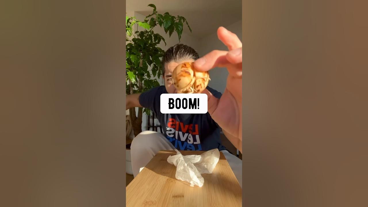 DIY Avocado Tree with an Avocado from the Store creative explained