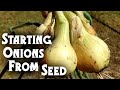 Starting Onion Seeds: Tips & Tricks