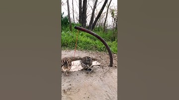 High Creative Quail Bird Trap Make From Box Bass & Deep Hole#shorts