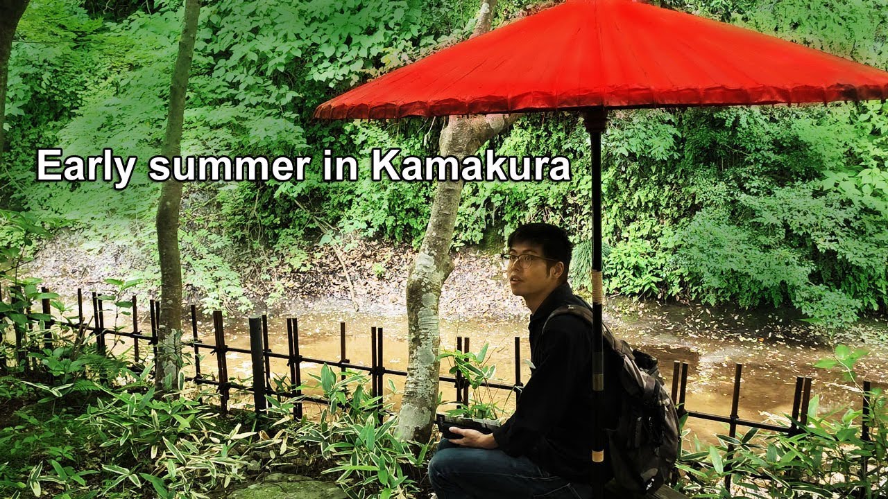 【4K】Early summer in Kamakura（山紫陽花と水音）