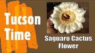 Beautiful Saguaro Flower in Tucson, Arizona