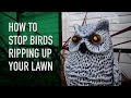 Birds ripping up your lawn? | Why do they do it and how do you stop them?