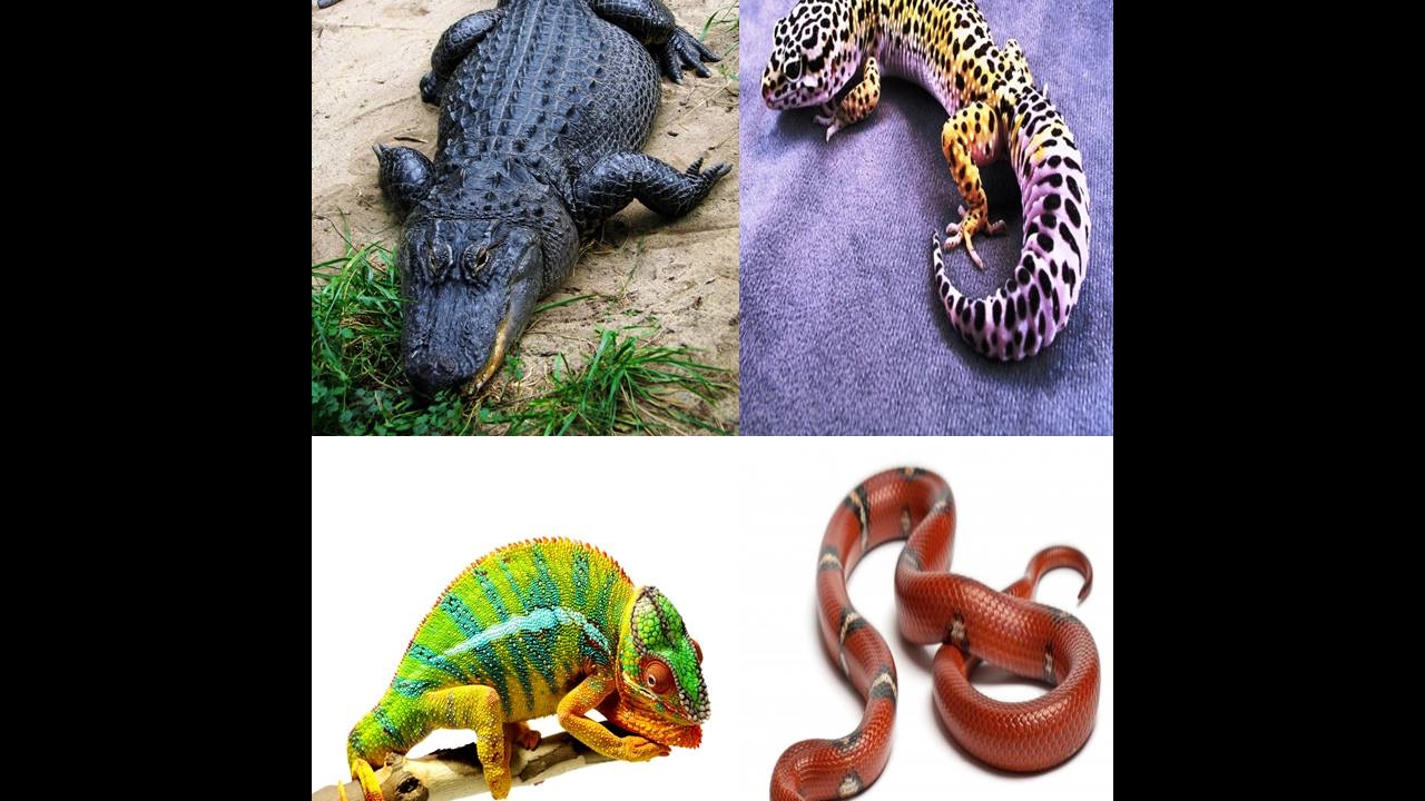 Reptiles for Preschool - Reptiles for Kids - YouTube