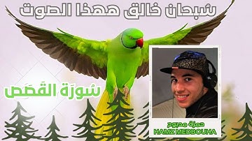 سورة القصص القارئ حمزة مدبوح يا الله ما اححححلى هذا الصوت تلاوة تهتز لها القلوب قرآن مع عصافير ملونة