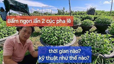 Khi nào bấm ngọn cúc pha lê lần 2 chậu 70 60 55 50 tại sao phải lựa chọn cách bấm ngọn như vậy